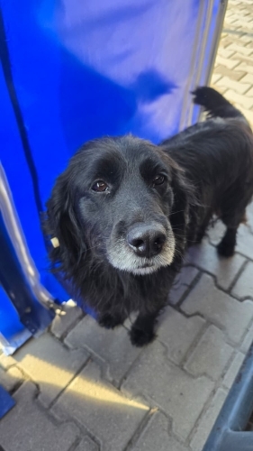 Gülen köpek Kara kuzu yuvasını arıyor! İzmir - Ücretsiz! fotoğraf