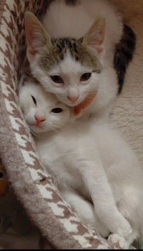 Minik patilere çok acil yuva arıyoruz fotoğraf