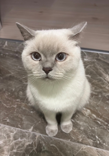 British Shorthair Ömürlük Yuva fotoğraf
