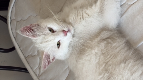 Sokakta bulundu çipi yoktu fotoğraf