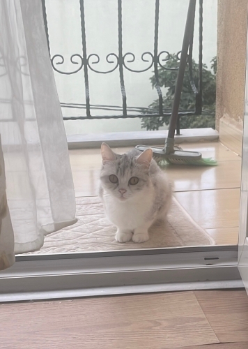 Güzel gözlü Britis dişi sakin fotoğraf
