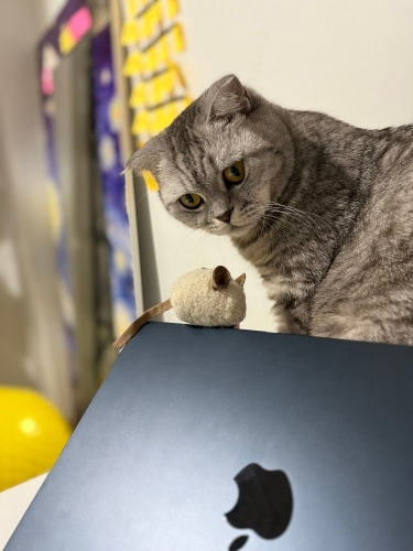 Tesla Ömürlük Yuvasını Arıyor 🐾 fotoğraf