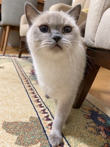 Sahipsiz kedi için acil yuva aranıyor fotoğraf