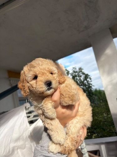 Acil 45 gün yav dur dışı poodle ücretsiz fotoğraf