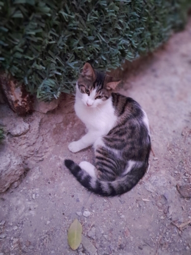 Sevmelere doyamayacağınız kesin. fotoğraf