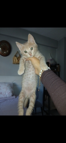Aslan bebege yuva fotoğraf