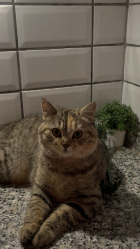 Dişi Scottish fold / British Melezi ACİL YUVA ARIYORUZ fotoğraf