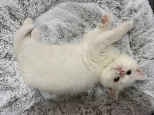 Oyuncu yavruya ömürlük yuva fotoğraf