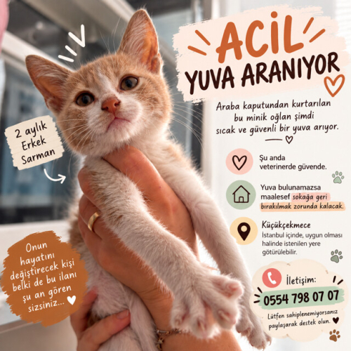 Kaputtan Kurtuldum, Sıra Sokaktan Kurtulmakta fotoğraf