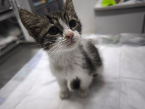 Erkek yavru kedi 2-3 aylık fotoğraf