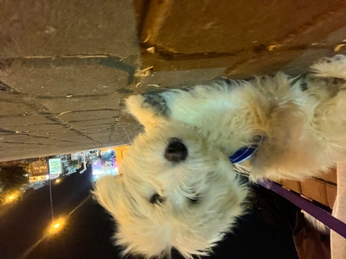 Terrier yavru ücretsiz sahiplendirilecek fotoğraf