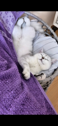 Dişi olan gri shorthair beyaz olan n11 cinsi erkek kedi fotoğraf