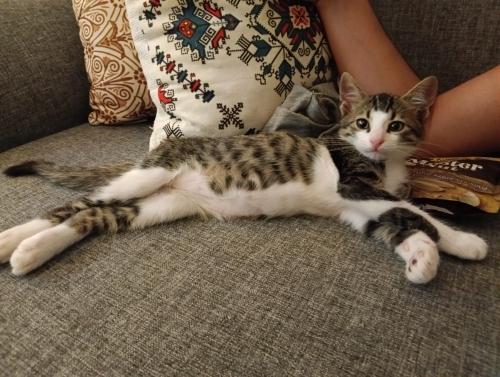 KIŞ GÜNÜ SOKAĞA DÖNMESİN fotoğraf
