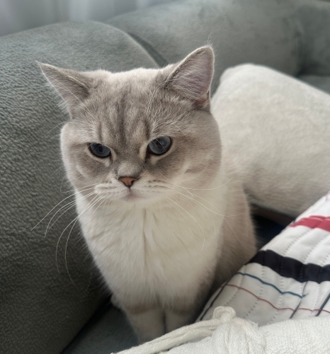 1 YAŞINDAKİ KEDİMİZE SICAK YUVA ARIYORUZ fotoğraf
