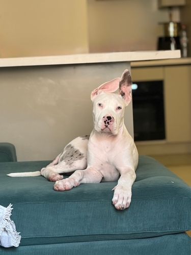 Amerikan Bully Xl fotoğraf