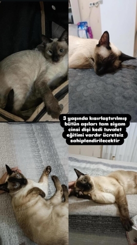 3 yaşında uysal siyam dişi kedi fotoğraf