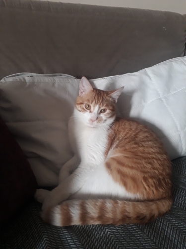 Akıllı sarman çok sevecen çipli kısır fotoğraf