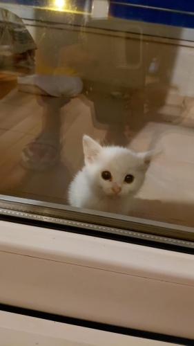 Yuva Arayan Minicik Bir Can🐾 fotoğraf