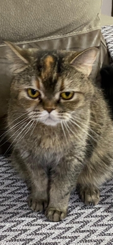 LOKUMA YUVA ARIYORUZ fotoğraf