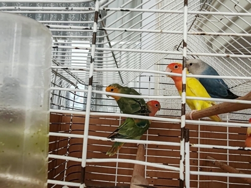 Bir çift ve iki erkek bir dişi fotoğraf