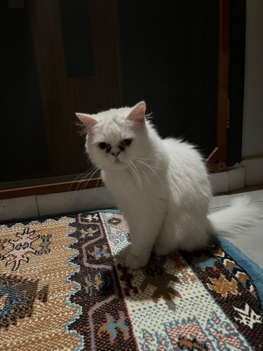 Sokaktan kurtarılmış fotoğraf