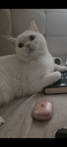 3 Yaşında Kısır British Shorthair fotoğraf