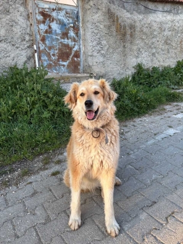 Sosyal Kız Simba Kurtarıcısını Arıyor :( fotoğraf