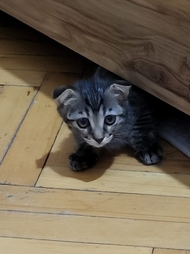 YAVRUMUZA YUVA ARIYORUZ fotoğraf