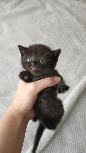 annesi scottish fold kırık kulaklı babası british. Kulakları babası gibi dik. fotoğraf