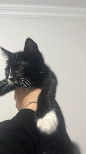 Çok tatlı meraklı, oyuncu bir bebek fotoğraf