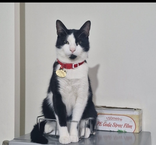 Yakışıklı Loki Evini Arıyor! fotoğraf