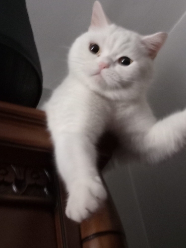 🥛🤍 SÜTLAÇ YUVASINI ARIYOR 🤍🥛 ADI GİBİ TATLI MI TALI fotoğraf