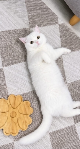 🥛🤍 SÜTLAÇ YUVASINI ARIYOR 🤍🥛 adı gibi tatlı fotoğraf