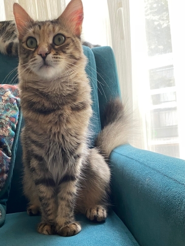EV KEDİSİ DIŞARIDA YAPAMAZ ACİL ÖMÜRLÜK YUVA fotoğraf