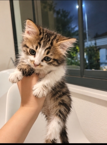 Pofuduk minnoşa yuva 🧿 fotoğraf