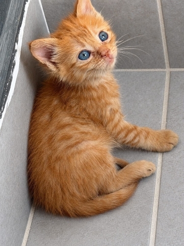 Sokağa atılmış 3 güzel bebek fotoğraf