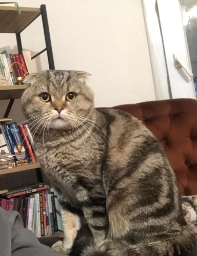 3 yaşında kısırlaştırılmış scottish fold fotoğraf