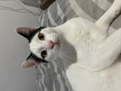 Ev ortamına alışkın oyuncu erkek kedi fotoğraf