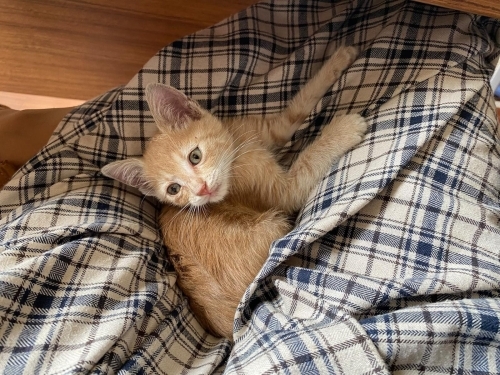 ATILIM ÜNİVERSİTESİ SAHİPSİZ YAVRU KEDİ fotoğraf