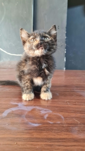 Şirin bebegimize ömürlük yuva fotoğraf