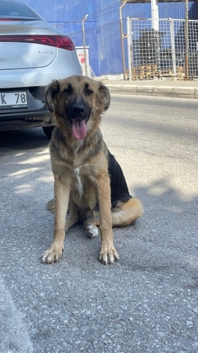 Bebekken bırakıldı fotoğraf
