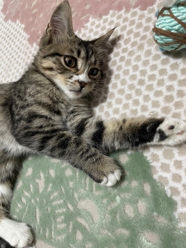 Akıllı ve oyuncu bebek kedi :) fotoğraf
