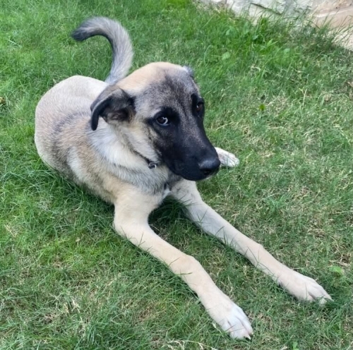 Duman Bebeğe Acil Yuva fotoğraf