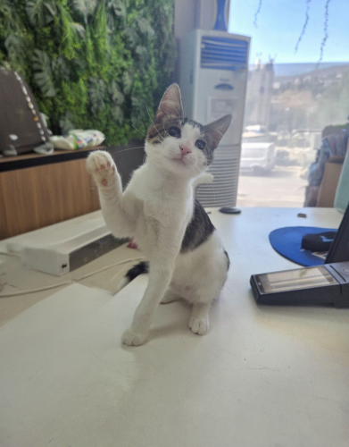Cingöz, Kör çok oyuncu sevecen kedi Acill yuva ariyor fotoğraf