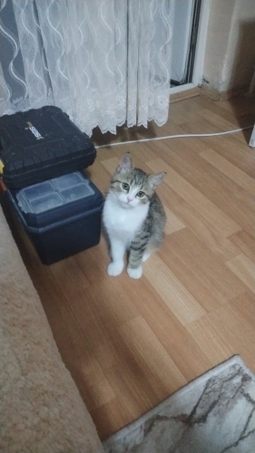 Çok tatlı kedi yuva arıyoruz fotoğraf