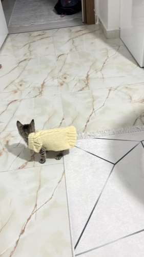 Sizinle uyumayı seven minnoş bir yavru kum ve mama eğittimi var güvenli yuvasını fotoğraf