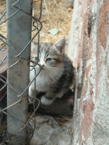 Acil sahiplendirme fotoğraf