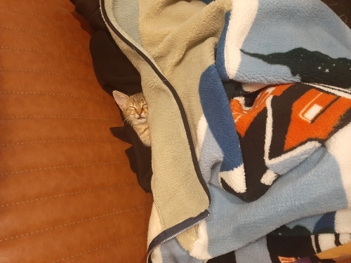 Minik yeni ailesini arıyor fotoğraf