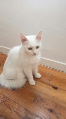 AŞILARI TAM, KISIR VE KARNELİ VAN KEDİSİ fotoğraf