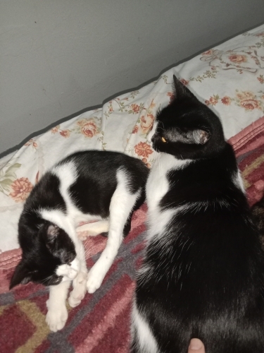 Anne kedi ve yavrusu fotoğraf